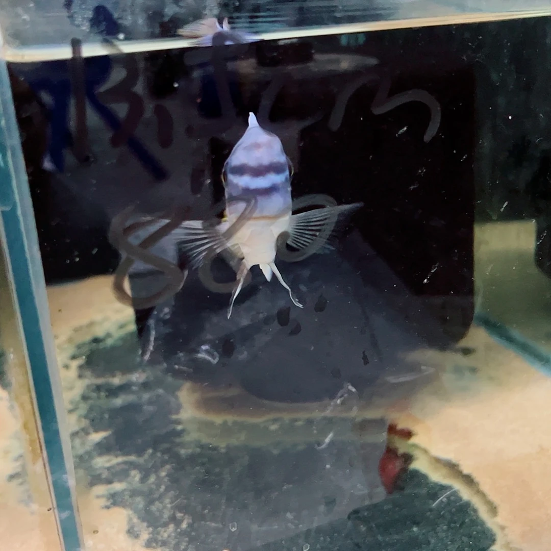 慈鲷李*贵卡塔乐小丑公鱼