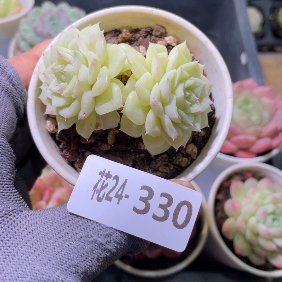 花利美24-330白天鹅