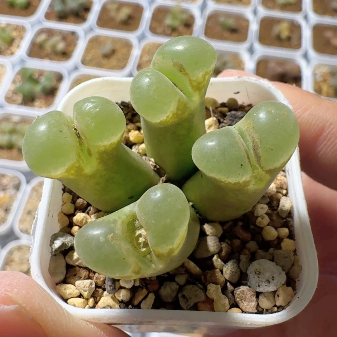 W*?带盆土发货...........