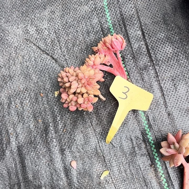 桃花源3号码牌子的话