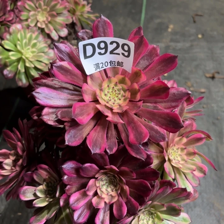 瑞妈一物一拍929