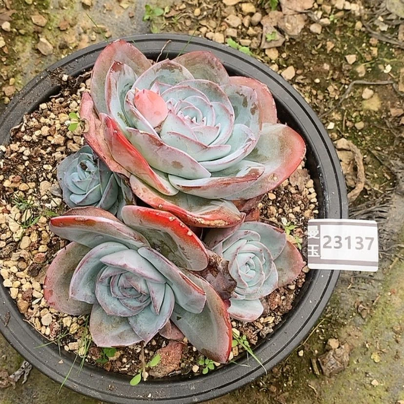 【闪购商品】布鲁蓝23137
