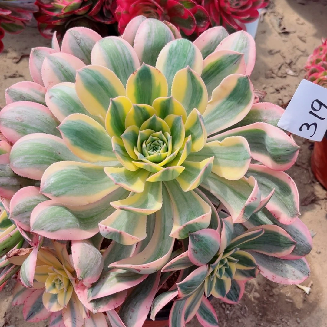 临****?319灿烂法师多肉法师