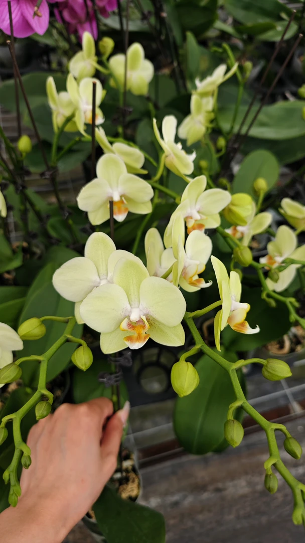 【农掌柜】绿水晶3.0寸加高杯 单双混发花剑 带花带花苞 与照片不符