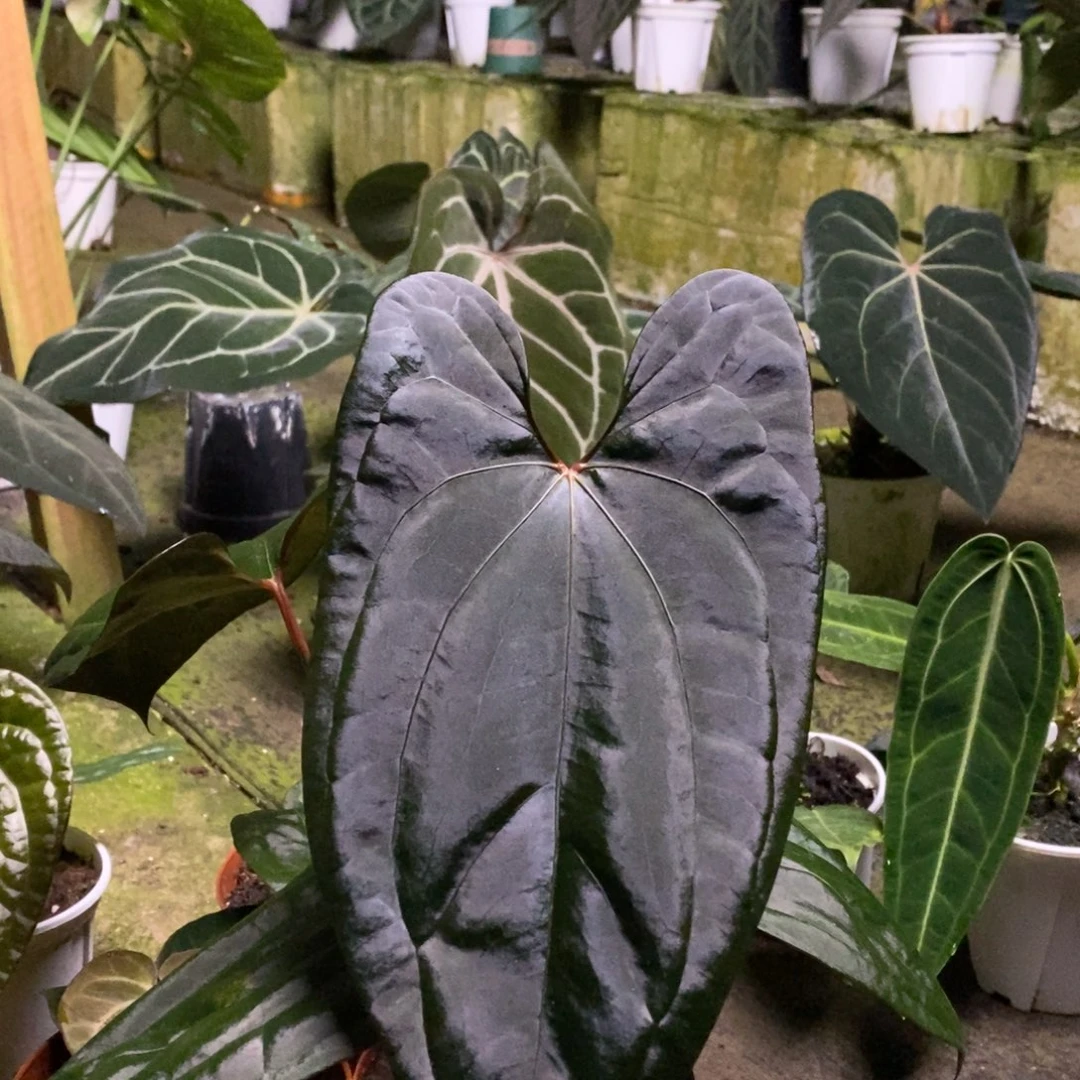 完全开放黑桃xfs花烛