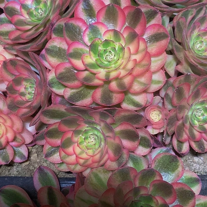 A*荔枝法师锦2颗