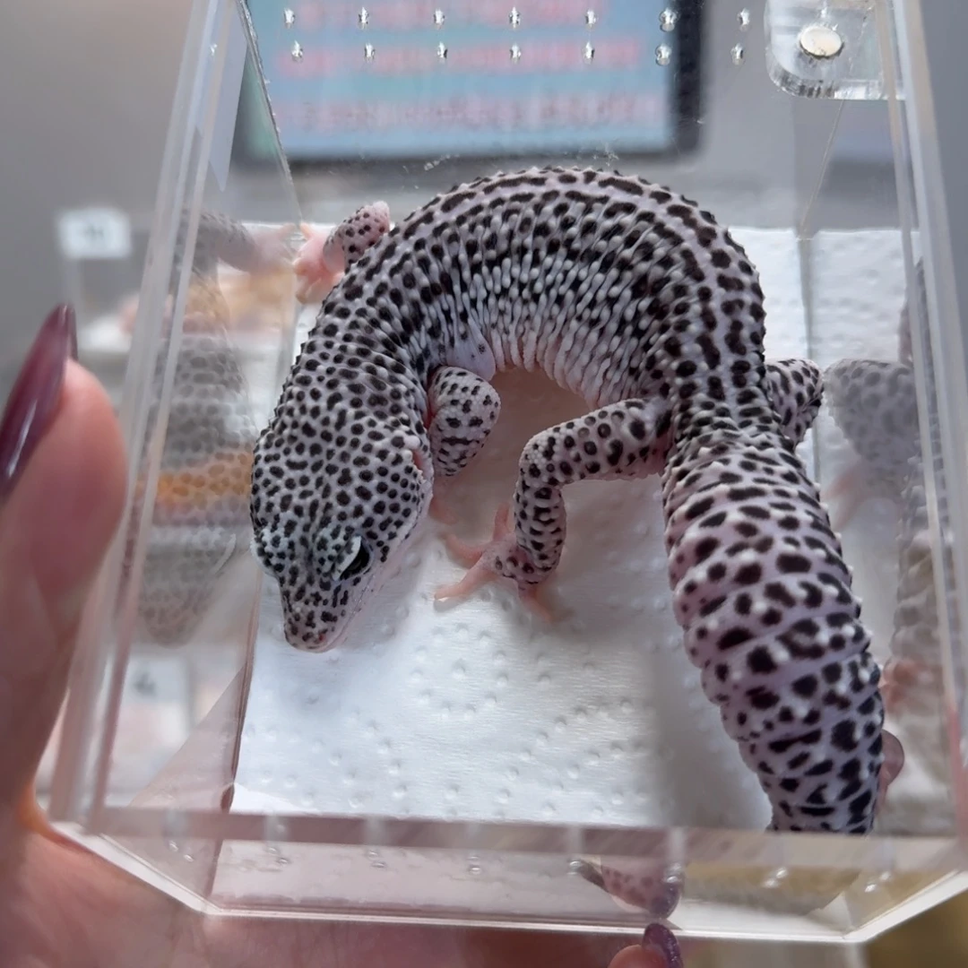 豹纹守宫超级雪花弟弟