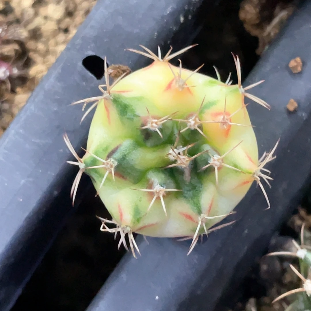 无花朵泰系神品侧，白黄臀红唇