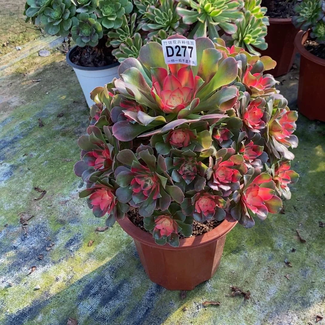 277香妃法师一棵一