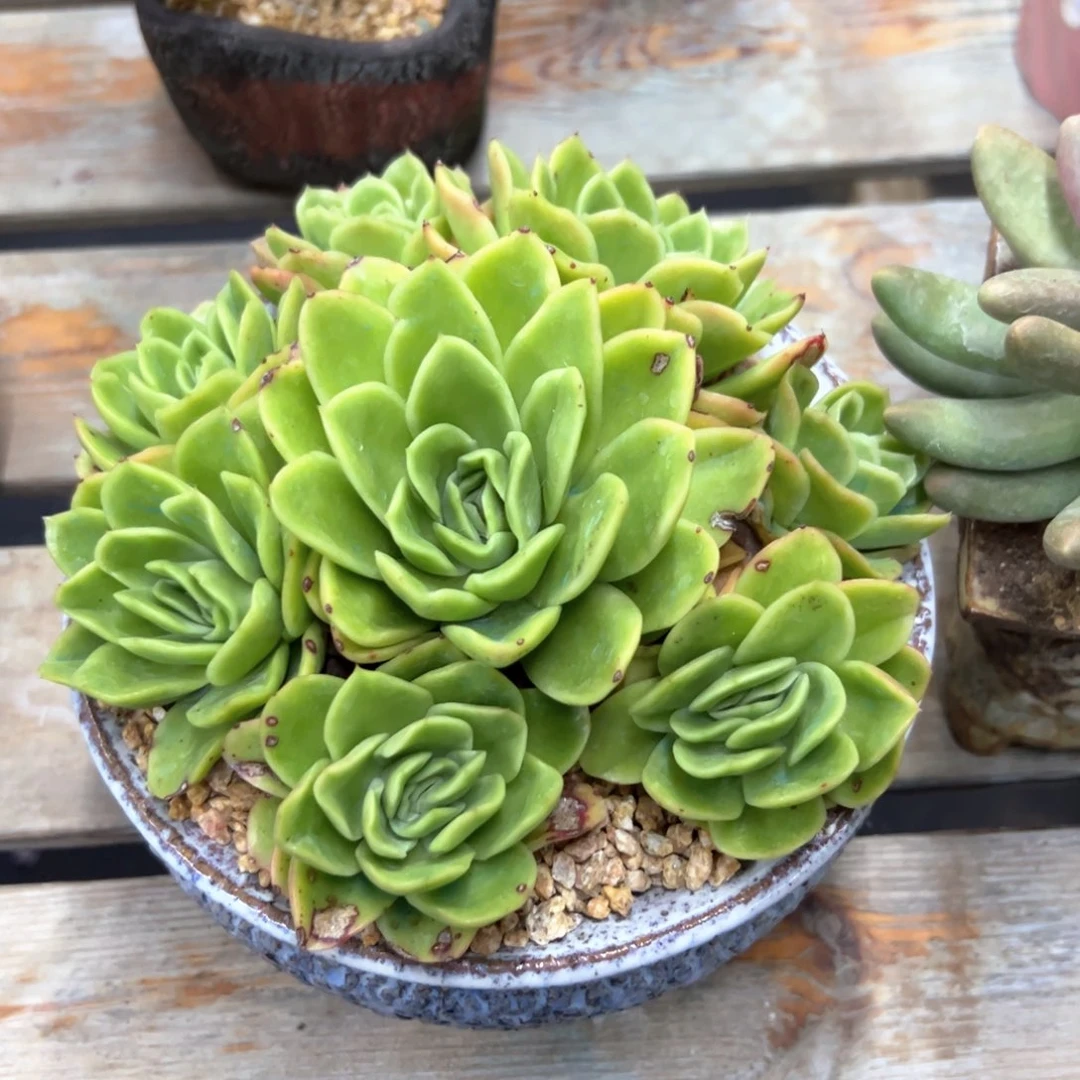 冰玫瑰18 零零多肉植物