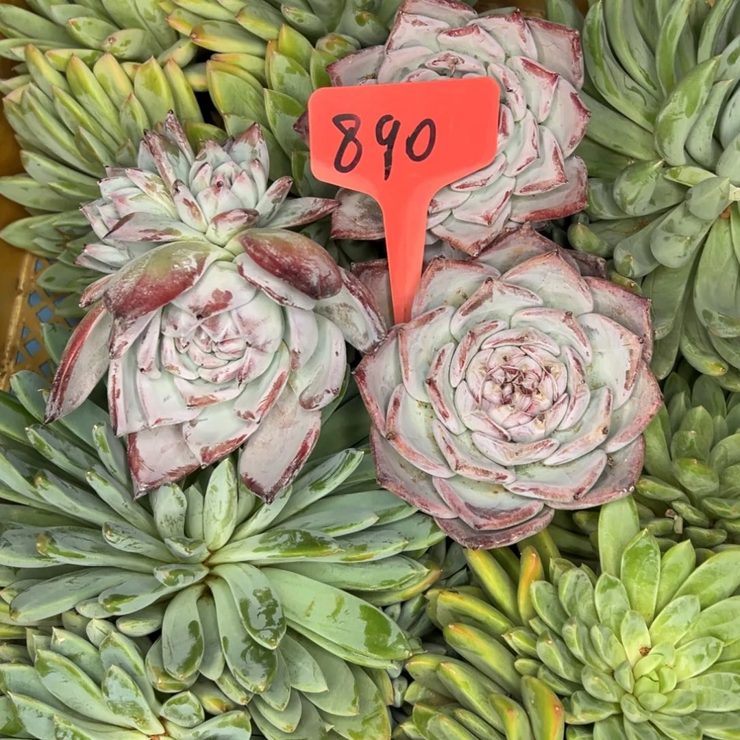 *****890//////////////////3颗