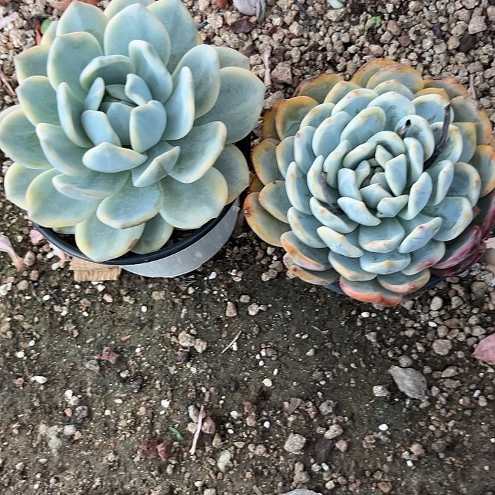 柠***英橙景23；法国红酒jklllll