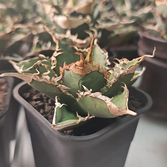 绿幽灵仁王冠龙舌兰