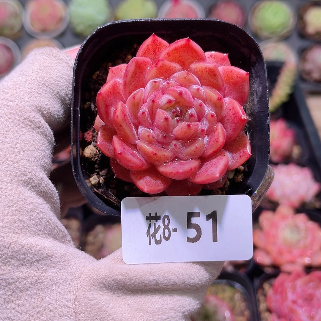 花利美8-51秋池单头