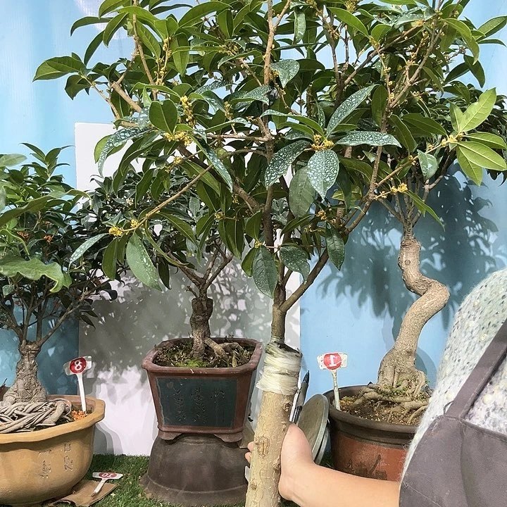 石***叶大量花朵（建议范围：8朵-15朵 或40%以上）丹桂11111111