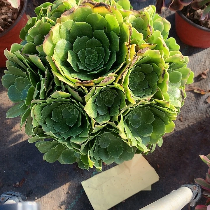 151绿羊绒多肉植物