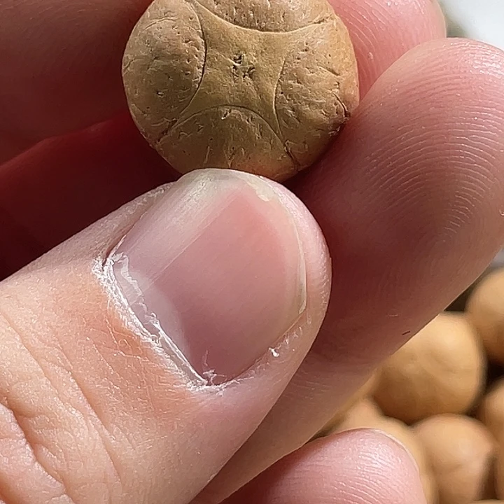 凤眼菩提吊坠尼泊尔小