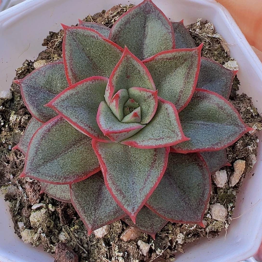 麒麟座19包邮多肉植物