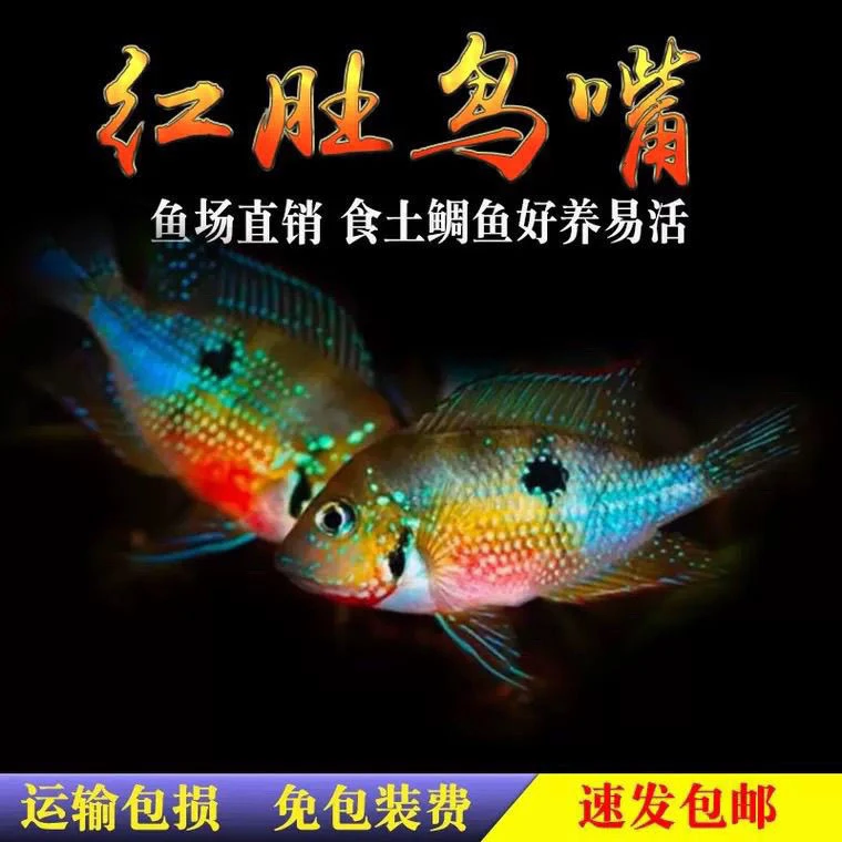 小型淡水热带观赏鱼红肚鸟嘴食土鲷好养易活可草缸混养