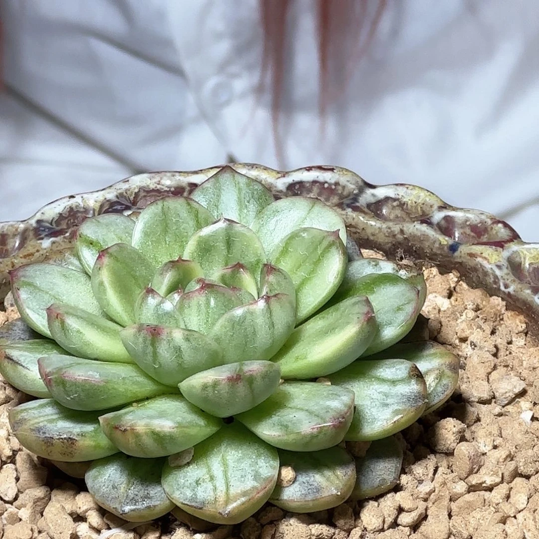 麦杆杂白拉丝锦多肉植物