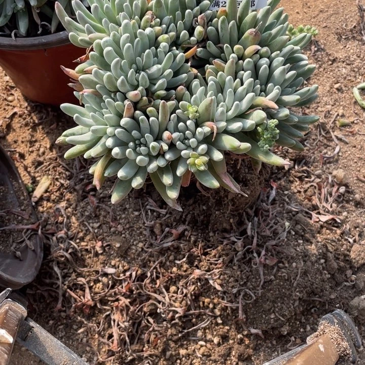 邪****2945号雪花多肉植物