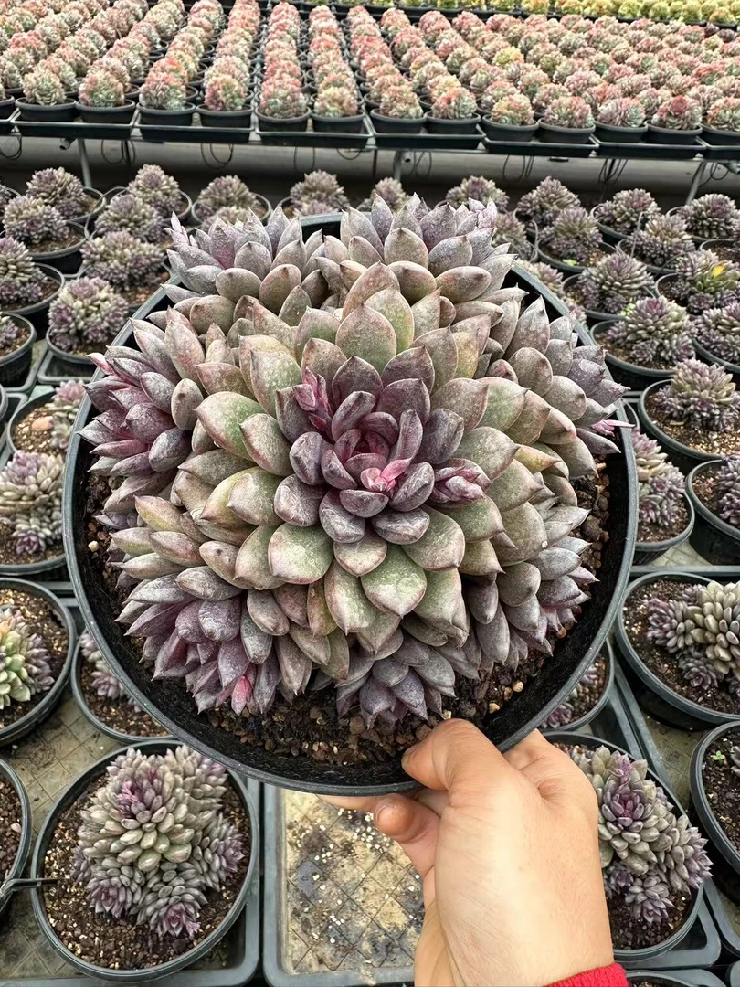 18#黑美人七头起多肉植物  前男友精品多肉SM0515