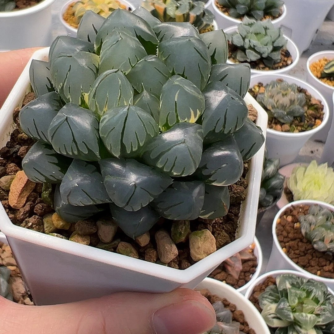 水中月玉露锦母本