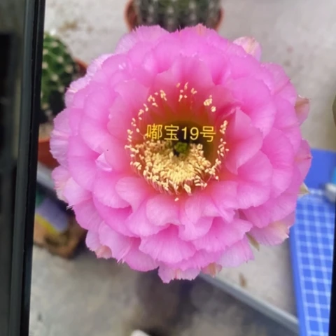 无花朵19 号彩草仙人球侧芽2+