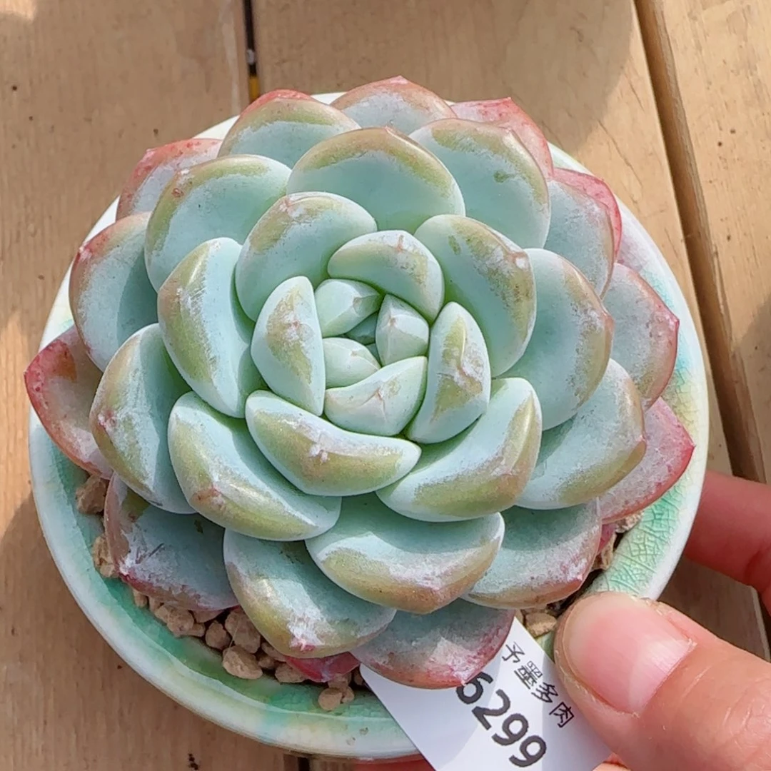 冰玉，5299多肉植物