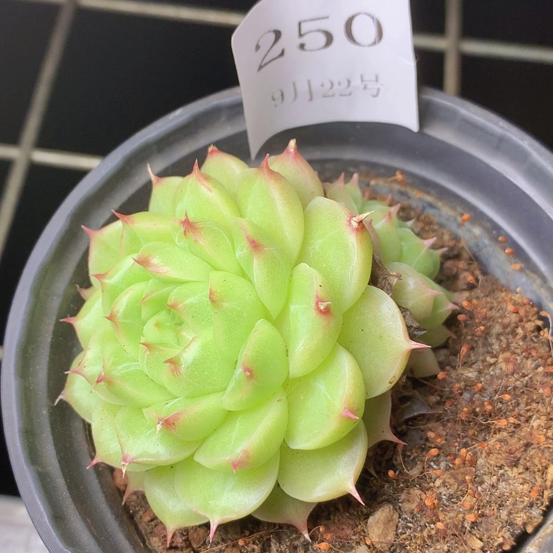【闪购商品】云250号