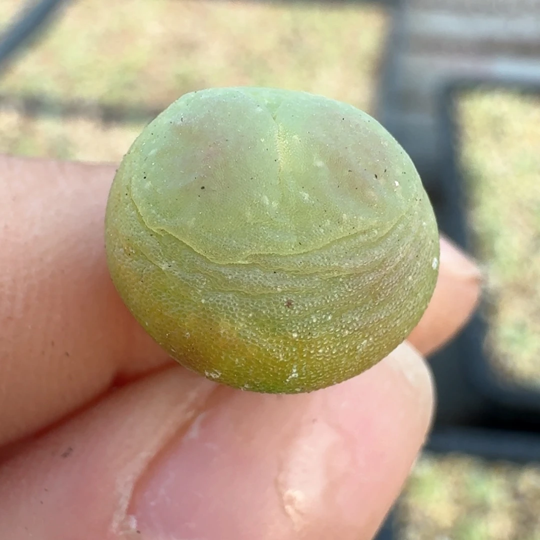 762拉拉尺寸1.3左右福利出缺水