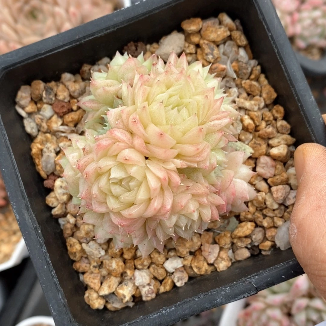 精品多肉一物一拍不包整702