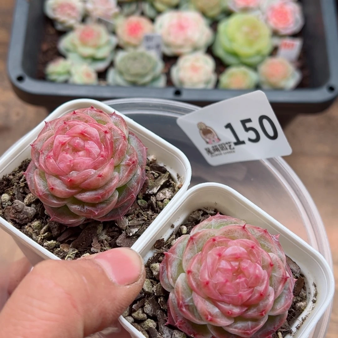 多肉植物多肉植物