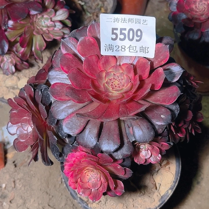 5509老桩烟花多肉植物