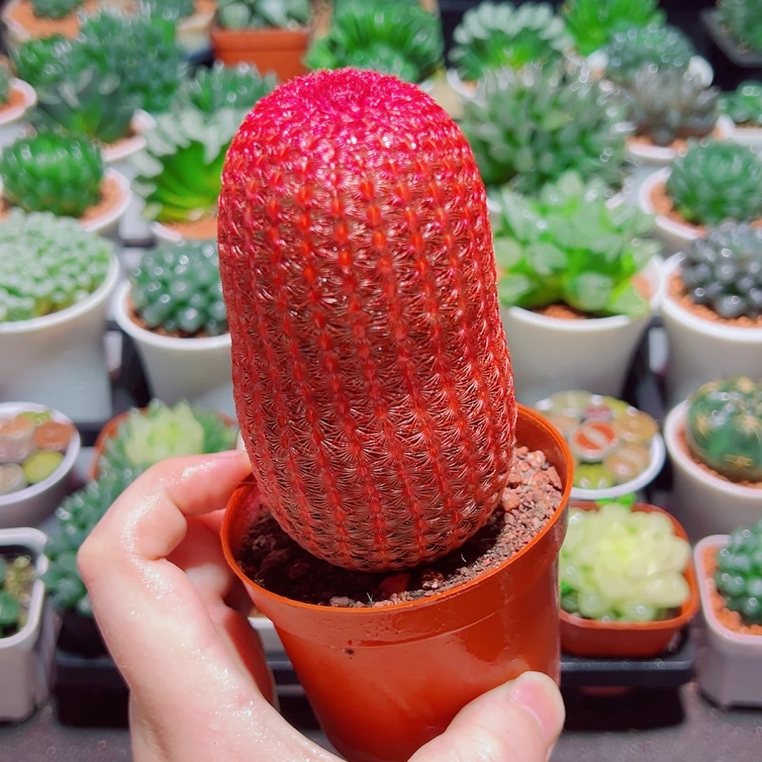 大号红太阳多肉多肉