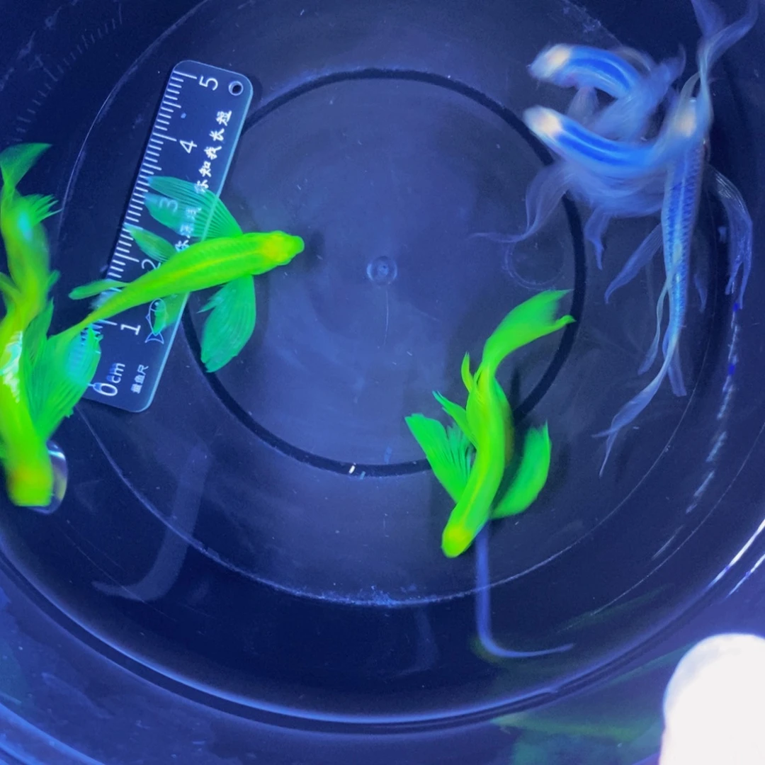 斑马鱼蝶翼斑马4厘米6条