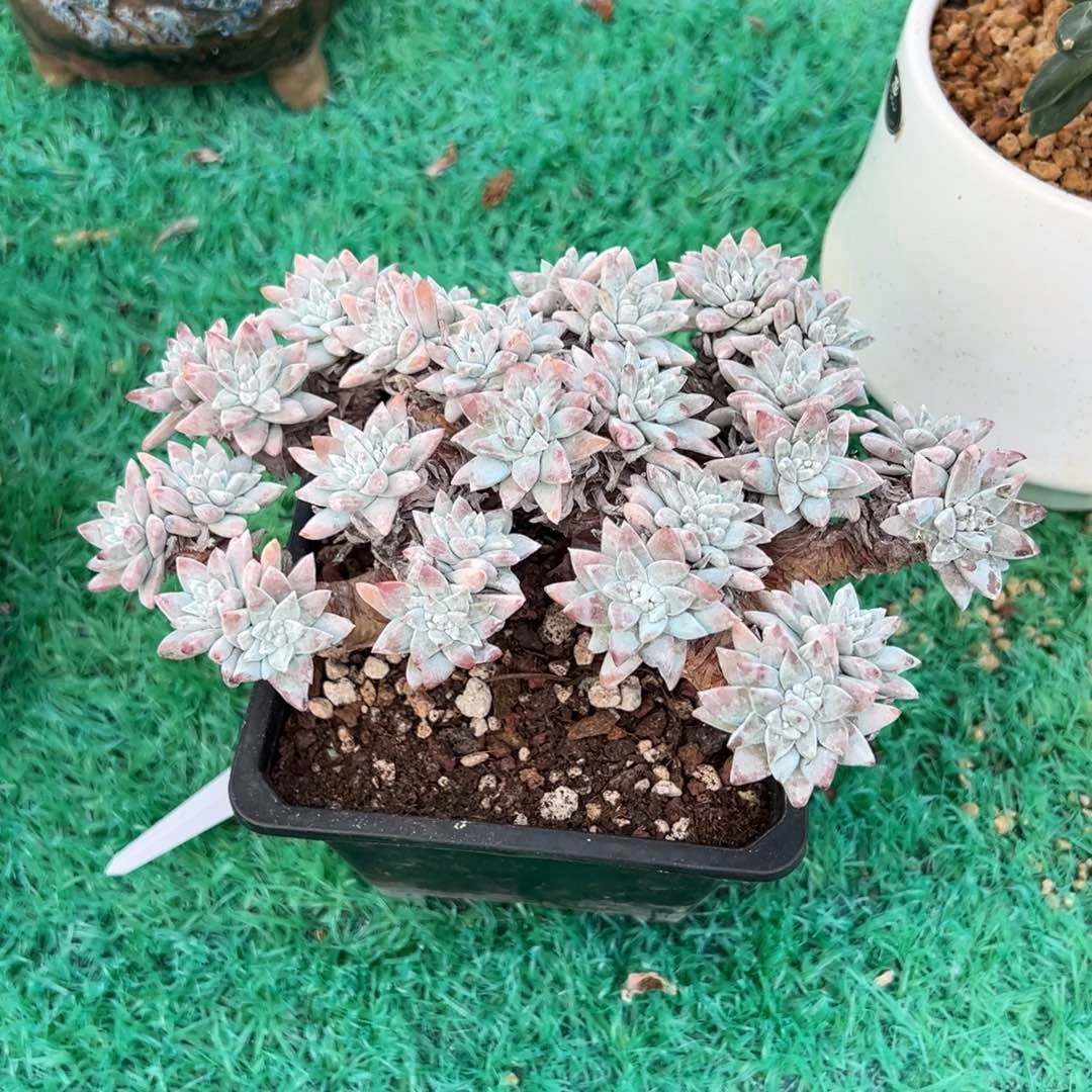 ，，，，，，，，，，，，，，，，，，