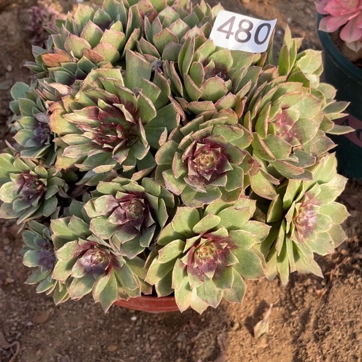完全开放480多肉植物红丝