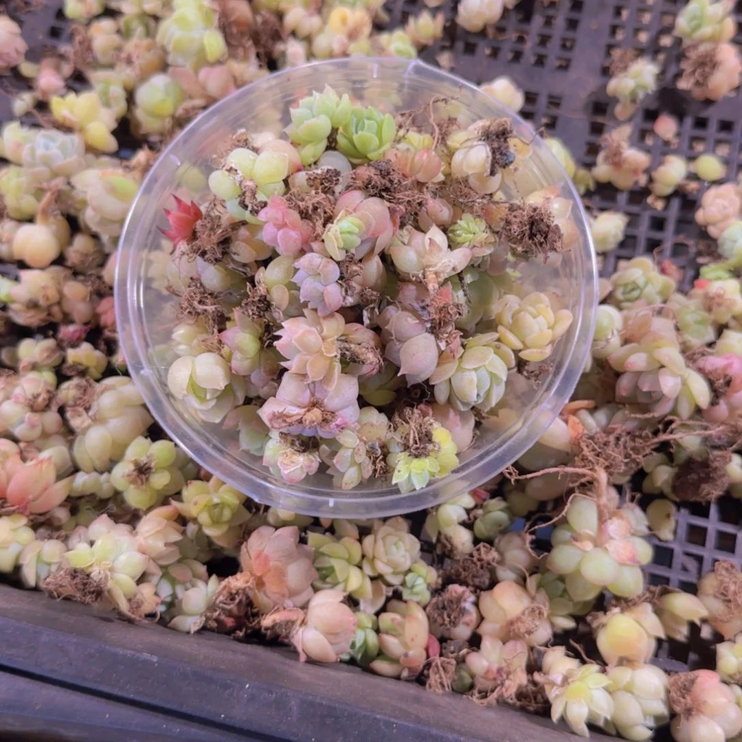 饭盒小苗保底50颗量拍