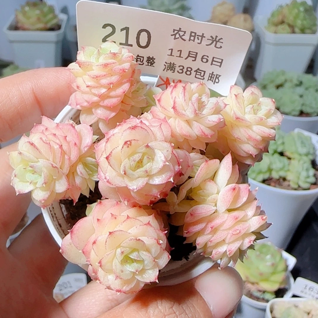 泡***芙1106-210ttp-97麦杆