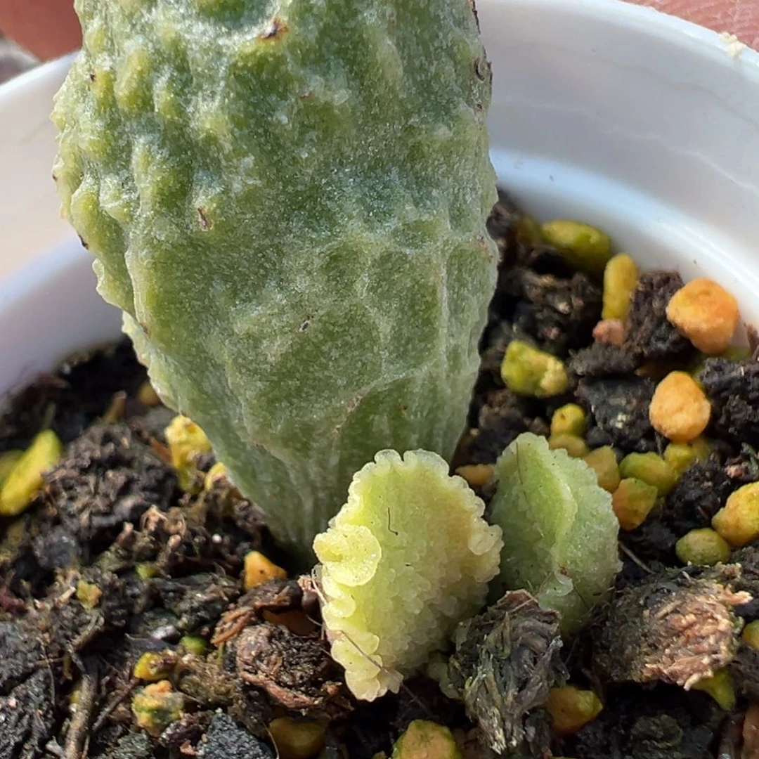 实生新品多肉植物水泡