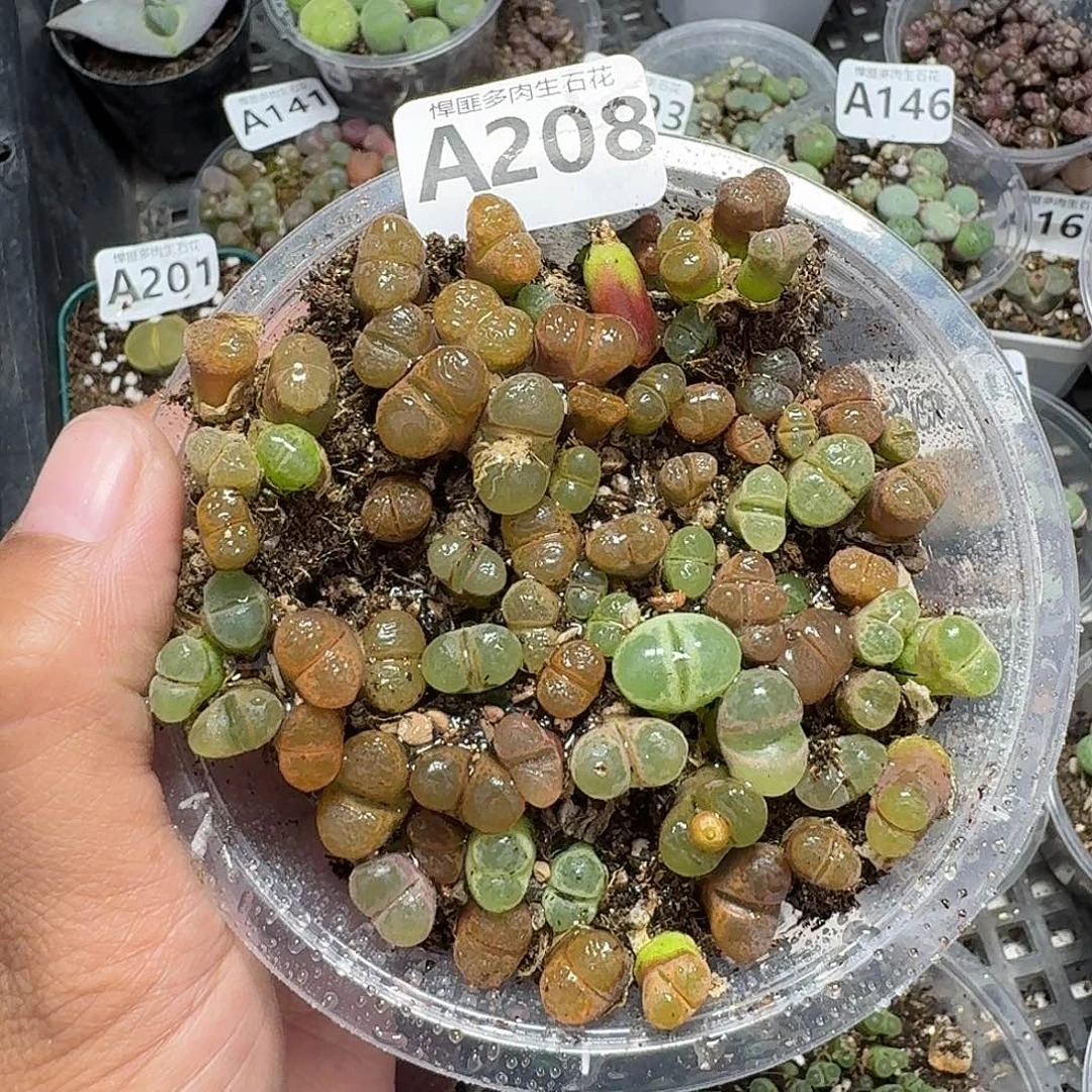 208多肉植物多肉植物