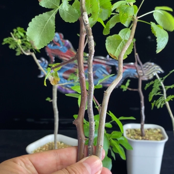 阿皮纳特裂榄66666