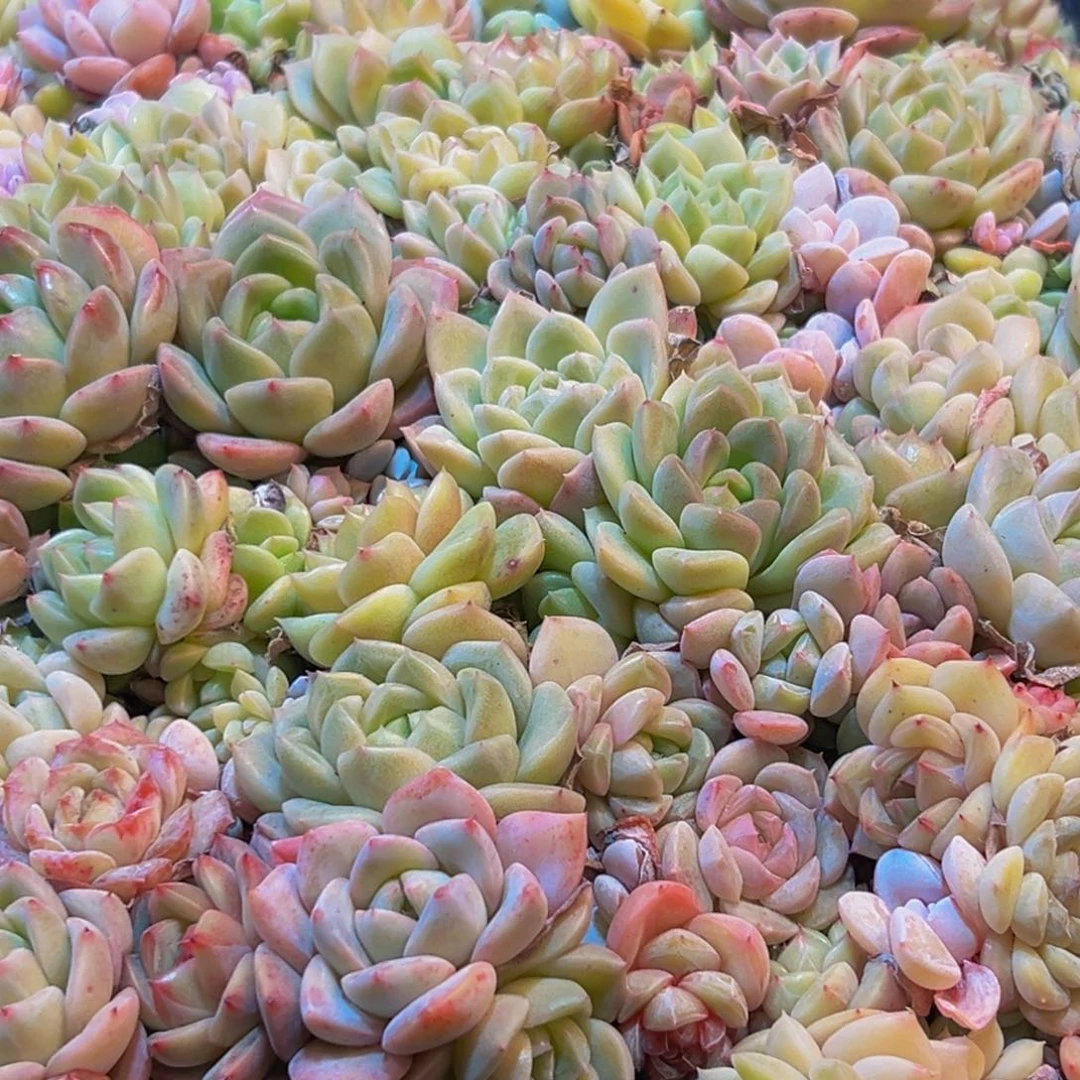 065多肉葡萄的味道真的