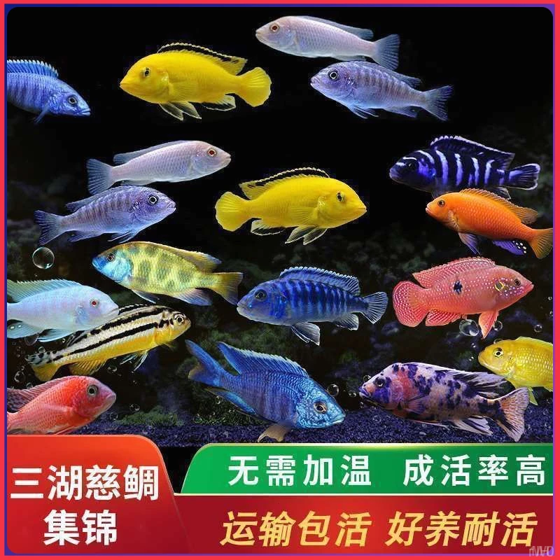 三湖慈鲷淡水观赏鱼杂鲷新手非洲凤凰王子热带三湖慈鲷直播多彩