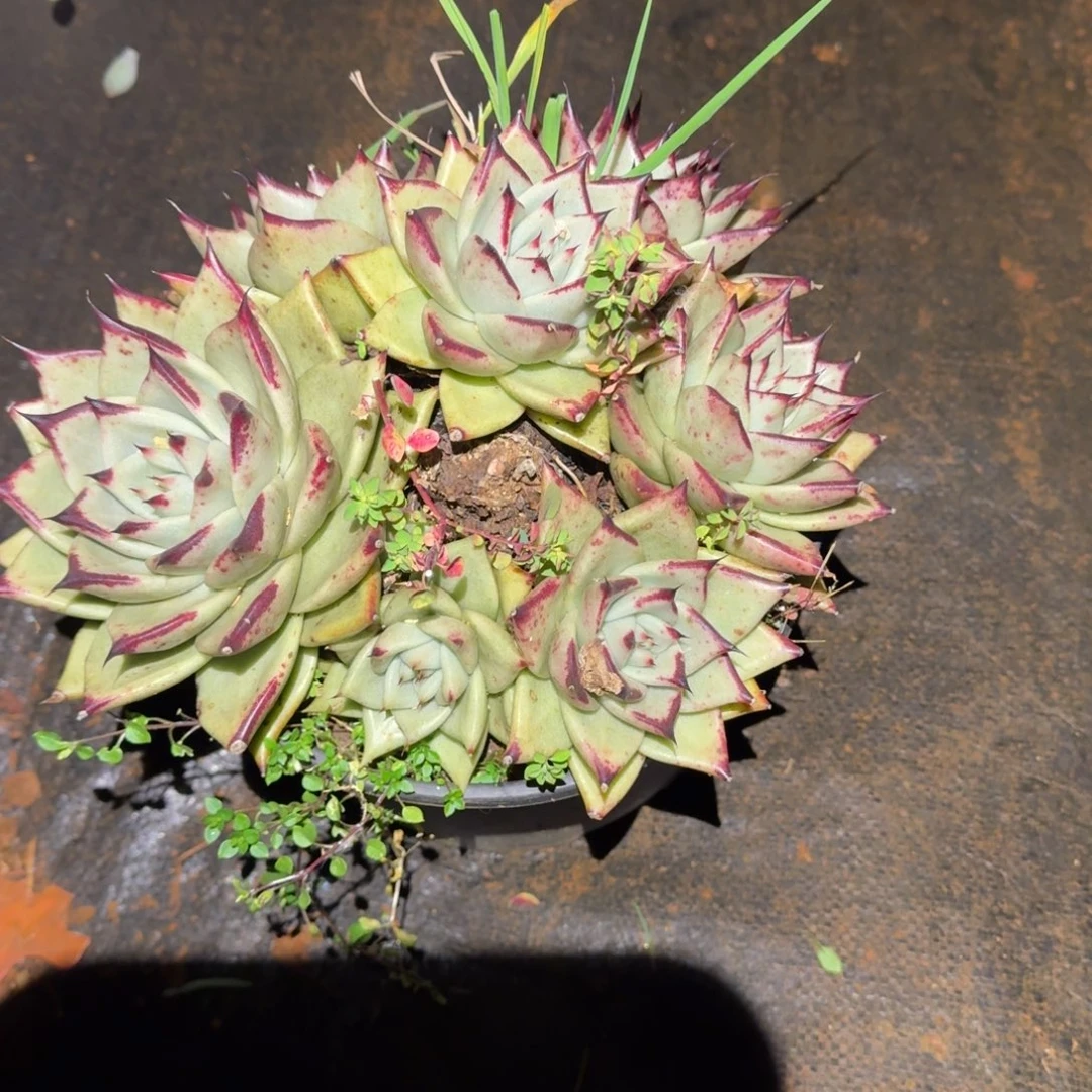 乌木群生多肉植物