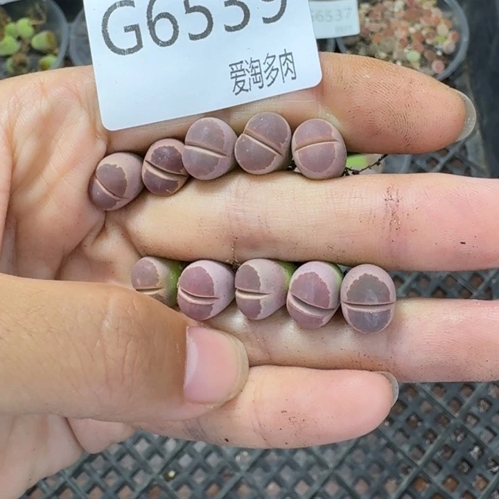 6539-生石花和肉锥