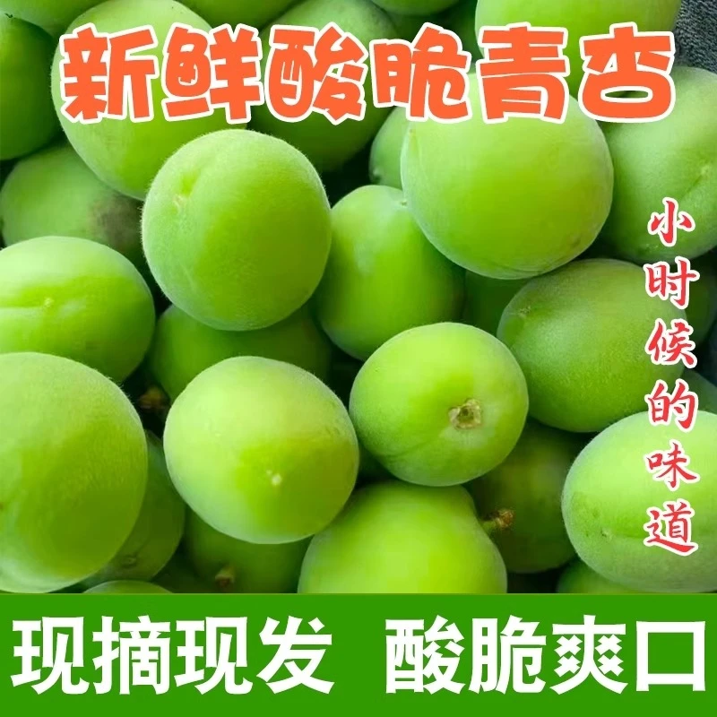 头茬青杏酸脆爽口果园直发新鲜采摘现货速发孕妇水果酸杏当季