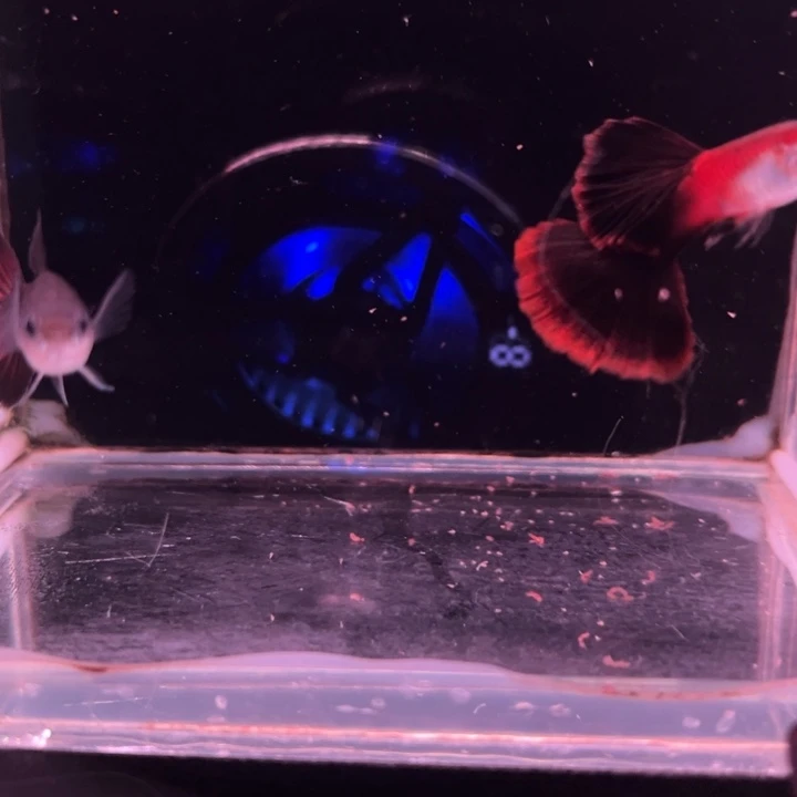 灯***母孔雀鱼莫斯科红1对