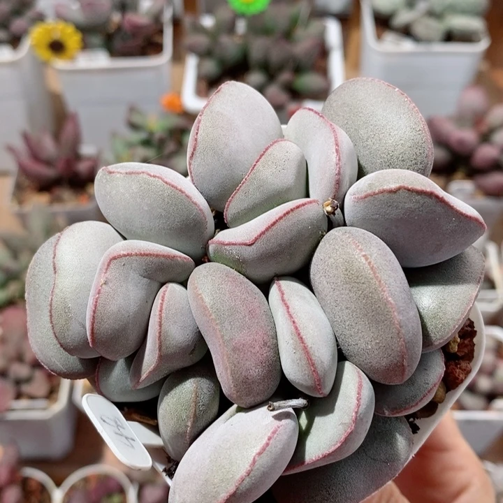 白肌红蛋水泡多肉植物